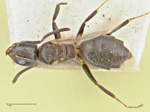 Technomyrmex butteli specimen FOCOL2880 image focol2880_1