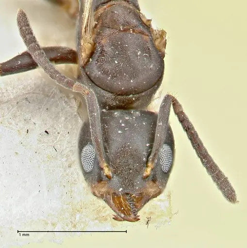 Technomyrmex butteli specimen FOCOL2880 image focol2880_2