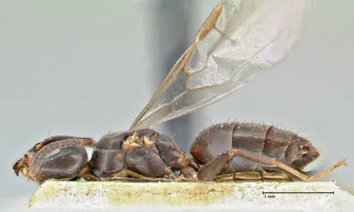 Technomyrmex butteli specimen FOCOL2880 image focol2880_3