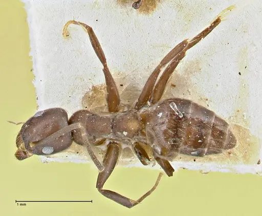 Technomyrmex butteli specimen FOCOL2881 image focol2881_1