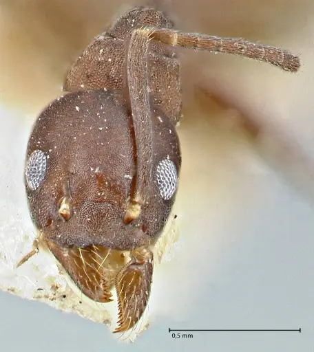 Technomyrmex butteli specimen FOCOL2881 image focol2881_2