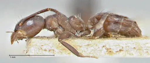 Technomyrmex butteli specimen FOCOL2881 image focol2881_3