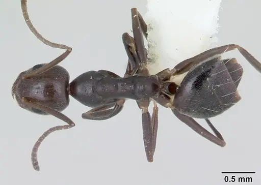 Technomyrmex camerunensis specimen CASENT0178275 image casent0178275_1