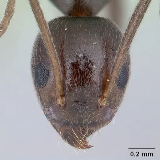 Technomyrmex camerunensis specimen CASENT0178275 image casent0178275_2