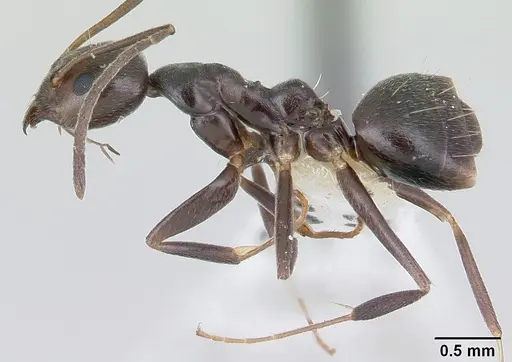 Technomyrmex camerunensis specimen CASENT0178275 image casent0178275_3