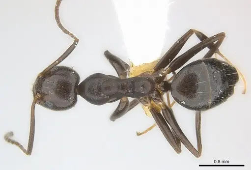 Technomyrmex camerunensis specimen CASENT0217129 image casent0217129_1
