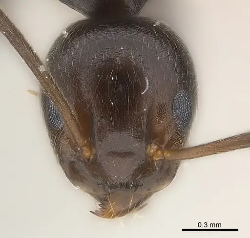 Technomyrmex camerunensis specimen CASENT0217129 image casent0217129_2