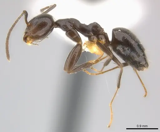 Technomyrmex camerunensis specimen CASENT0217129 image casent0217129_3