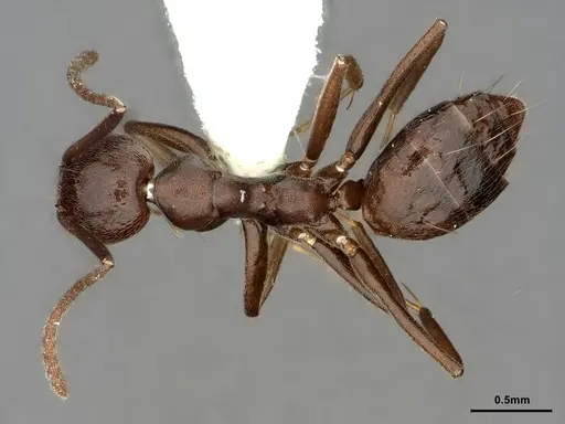 Technomyrmex camerunensis specimen CASENT0886044 image casent0886044_1