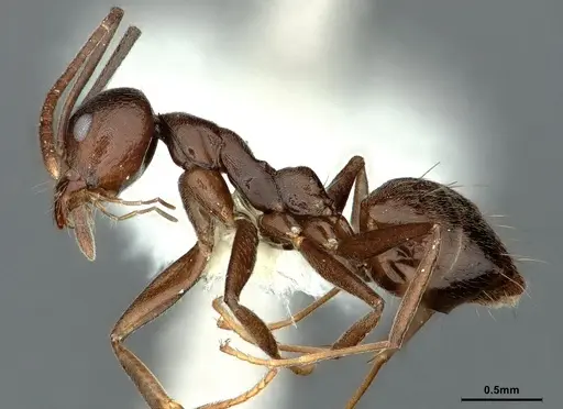 Technomyrmex camerunensis specimen CASENT0886044 image casent0886044_3