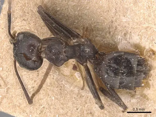 Technomyrmex camerunensis specimen CASENT0905068 image casent0905068_1