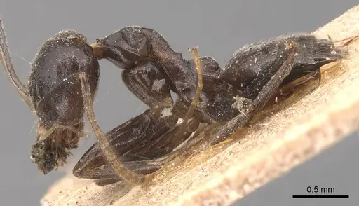 Technomyrmex camerunensis specimen CASENT0905068 image casent0905068_3
