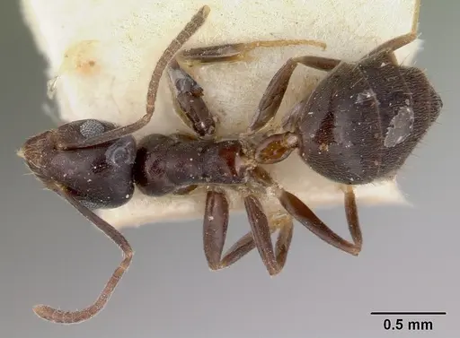 Technomyrmex cedarensis specimen CASENT0172042 image casent0172042_1
