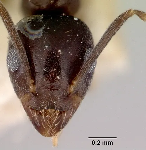 Technomyrmex cedarensis specimen CASENT0172042 image casent0172042_2