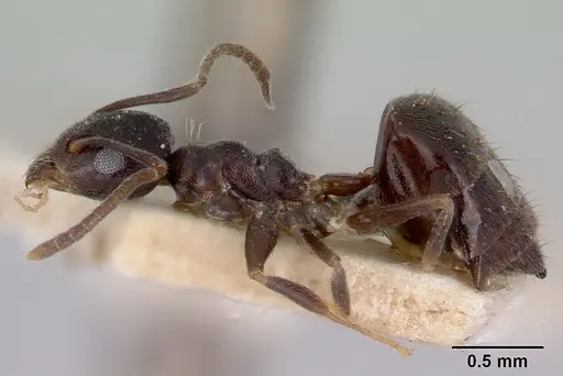 Technomyrmex cedarensis specimen CASENT0172042 image casent0172042_3