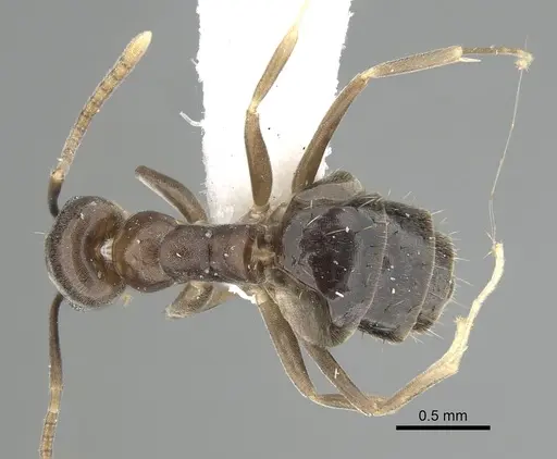 Technomyrmex cedarensis specimen CASENT0249779 image casent0249779_1
