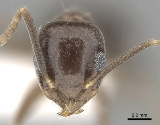 Technomyrmex cedarensis specimen CASENT0249779 image casent0249779_2