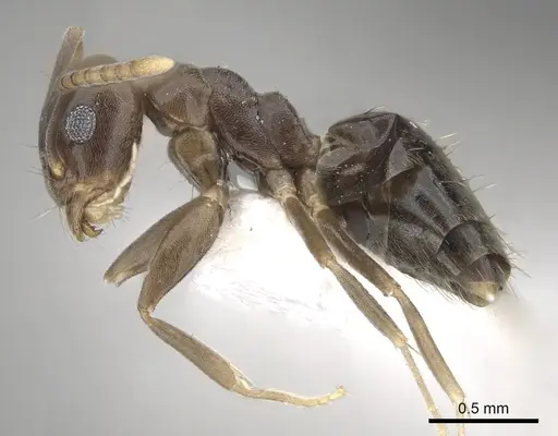 Technomyrmex cedarensis specimen CASENT0249779 image casent0249779_3