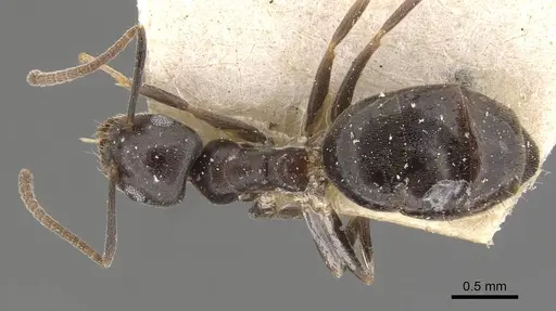 Technomyrmex cedarensis specimen CASENT0909790 image casent0909790_1
