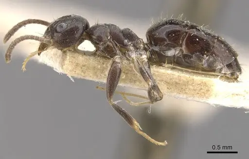 Technomyrmex cedarensis specimen CASENT0909790 image casent0909790_3