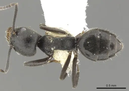 Technomyrmex certus specimen CASENT0903037 image casent0903037_1