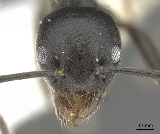Technomyrmex certus specimen CASENT0903037 image casent0903037_2