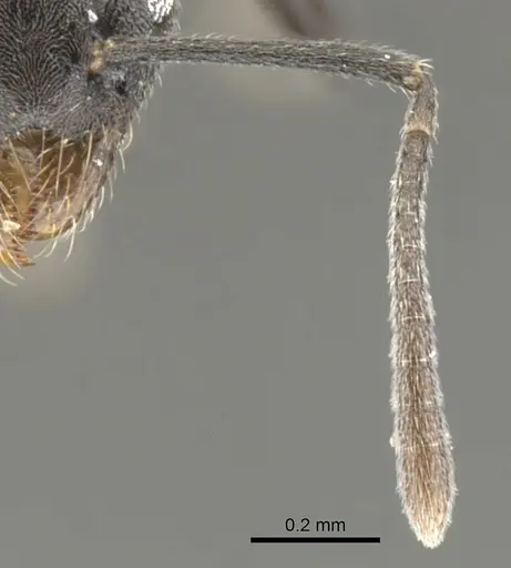 Technomyrmex certus specimen CASENT0903037 image casent0903037_3