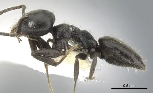 Technomyrmex certus specimen CASENT0903037 image casent0903037_4