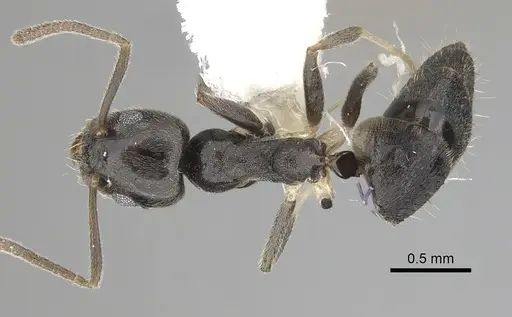 Technomyrmex cheesmanae specimen CASENT0249780 image casent0249780_1