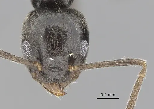 Technomyrmex cheesmanae specimen CASENT0249780 image casent0249780_2