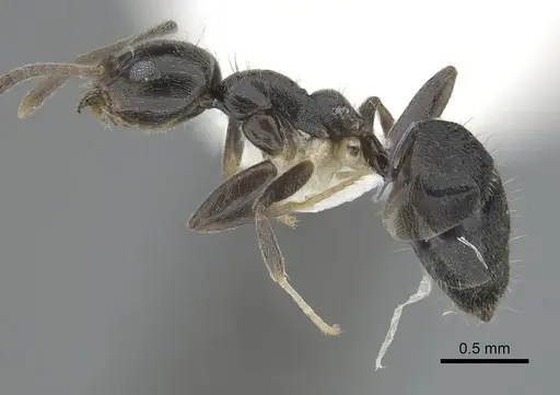 Technomyrmex cheesmanae specimen CASENT0249780 image casent0249780_3