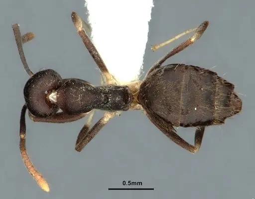 Technomyrmex cheesmanae specimen CASENT0886045 image casent0886045_1