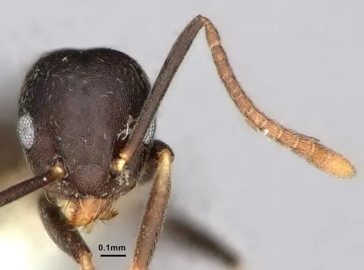 Technomyrmex cheesmanae specimen CASENT0886045 image casent0886045_2