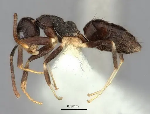 Technomyrmex cheesmanae specimen CASENT0886045 image casent0886045_3