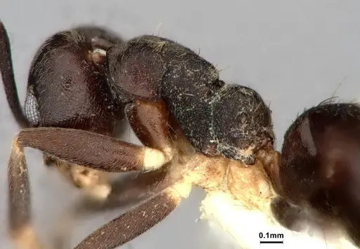 Technomyrmex cheesmanae specimen CASENT0886045 image casent0886045_4