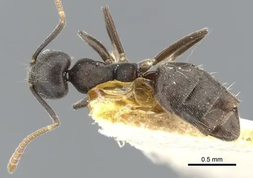 Technomyrmex cheesmanae specimen CASENT0903038 image casent0903038_1