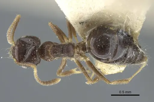 Technomyrmex convexifrons specimen CASENT0917128 image casent0917128_1