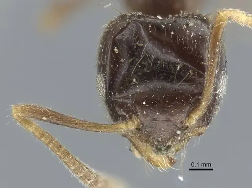 Technomyrmex convexifrons specimen CASENT0917128 image casent0917128_2
