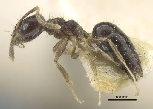 Technomyrmex convexifrons specimen CASENT0917128 image casent0917128_3