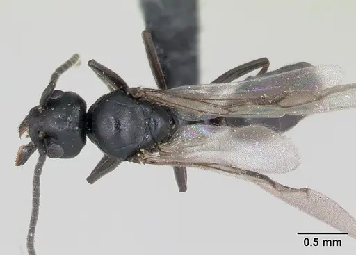 Technomyrmex curiosus specimen CASENT0070364 image casent0070364_1