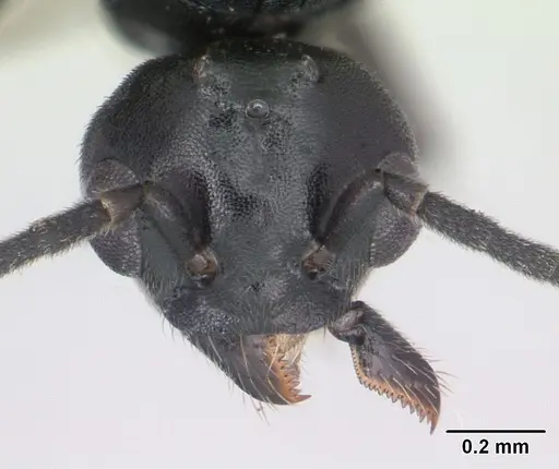 Technomyrmex curiosus specimen CASENT0070364 image casent0070364_2
