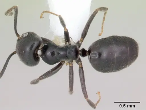 Technomyrmex curiosus specimen CASENT0103270 image casent0103270_1