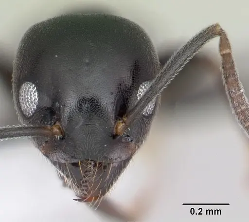 Technomyrmex curiosus specimen CASENT0103270 image casent0103270_2