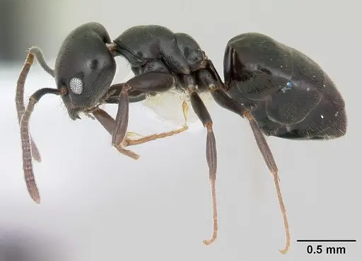 Technomyrmex curiosus specimen CASENT0103270 image casent0103270_3