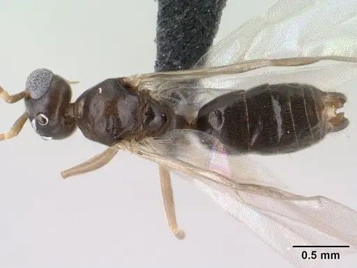 Technomyrmex curiosus specimen CASENT0143774 image casent0143774_1