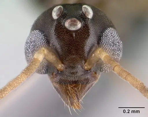 Technomyrmex curiosus specimen CASENT0143774 image casent0143774_2