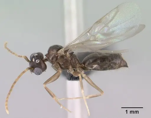 Technomyrmex curiosus specimen CASENT0143774 image casent0143774_3