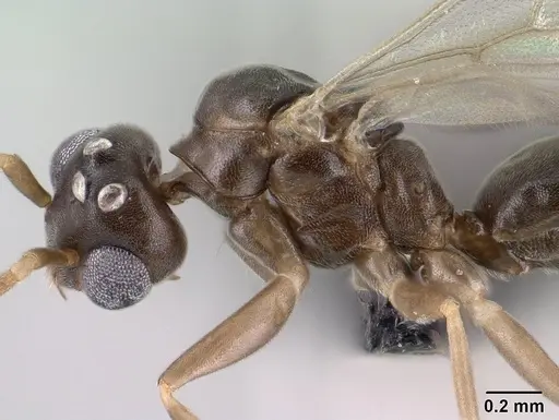 Technomyrmex curiosus specimen CASENT0143774 image casent0143774_4