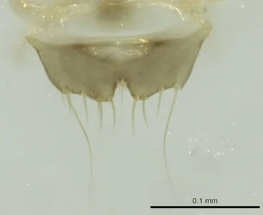 Technomyrmex curiosus specimen CASENT0345103 image casent0345103_1