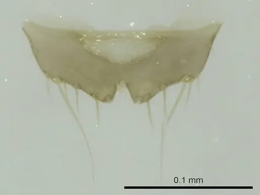 Technomyrmex curiosus specimen CASENT0345104 image casent0345104_1